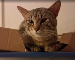 Found/Stray Male Cat last seen Found this cat in the Rustic Woods apmts complex, Tulsa, OK 74136