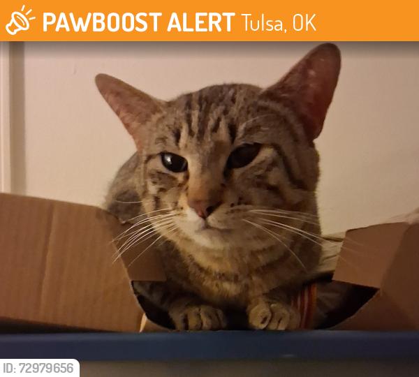 Found/Stray Male Cat last seen Found this cat in the Rustic Woods apmts complex, Tulsa, OK 74136