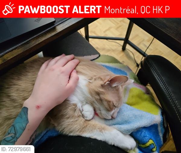 Lost Male Cat last seen Near rue Harmony, Montréal, QC H2K 3P9