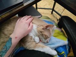 Lost Male Cat last seen Near rue Harmony, Montréal, QC H2K 3P9