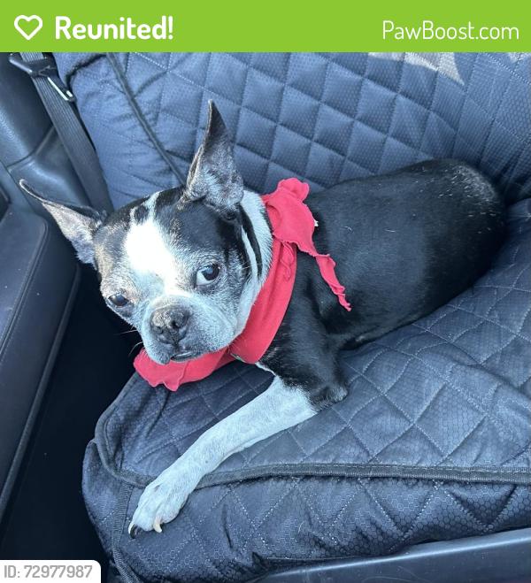 Reunited Female Dog last seen Aroma Dr. & Azusa Ave. , West Covina, CA 91791