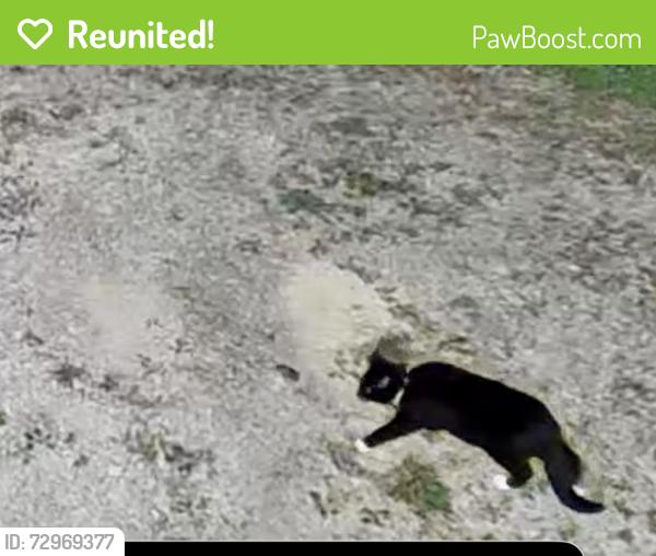 Reunited Unknown Cat last seen Sunnyfield and Lindenwood Drs, Upper St. Clair Township, PA 15241