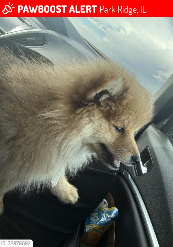 Lost Male Dog last seen Near courtland ave , Park Ridge, IL 60068