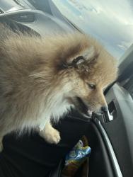 Lost Male Dog last seen Near courtland ave , Park Ridge, IL 60068