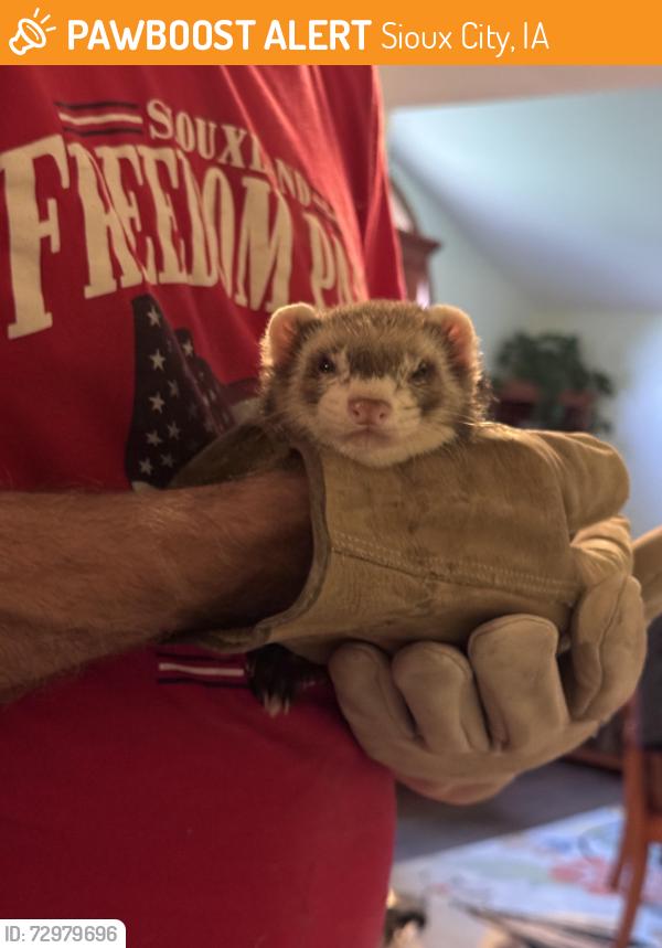 Found/Stray Unknown Ferret last seen Hickory Ave, Sioux City, IA 51108