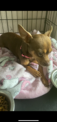 Lost Female Dog last seen Dixie farm and 518, Pearland, TX 77581