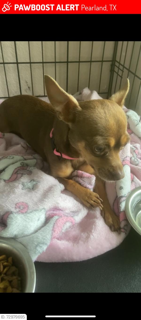 Lost Female Dog last seen Dixie farm and 518, Pearland, TX 77581
