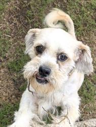 Reunited Male Dog last seen Near Escuela, San Antonio, TX 78237, USA, San Antonio, TX 78237