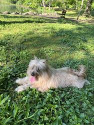 Lost Male Dog last seen Post ang livingston ave, Yonkers, NY 10705