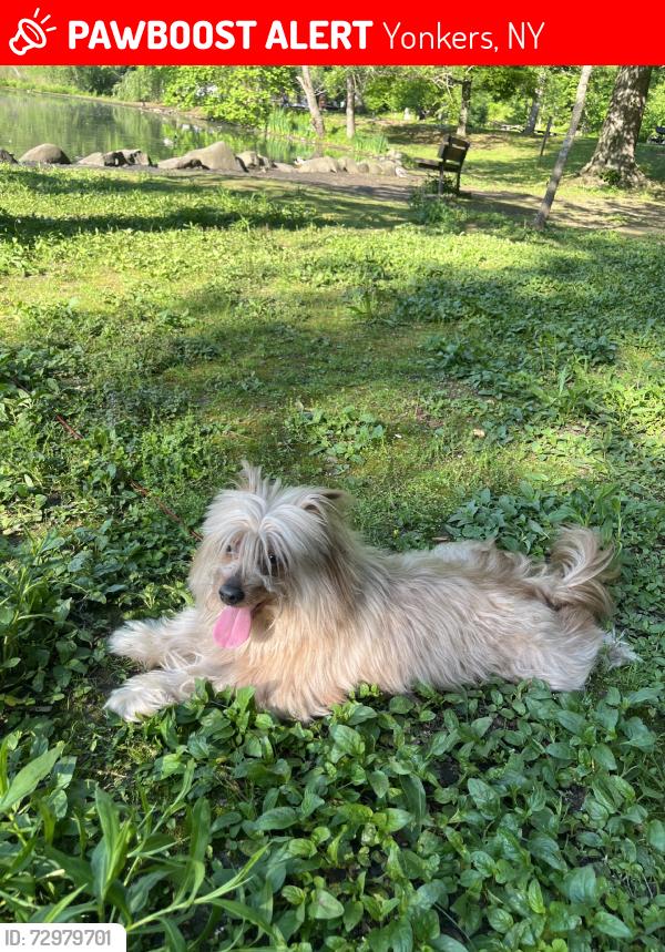Lost Male Dog last seen Post ang livingston ave, Yonkers, NY 10705