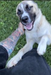 Found/Stray Male Dog last seen Winthorne drive and glenpark drive in south nashville, Nashville, TN 37217