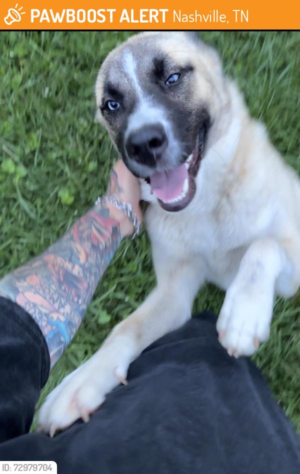 Found/Stray Male Dog last seen Winthorne drive and glenpark drive in south nashville, Nashville, TN 37217