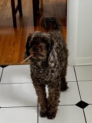 Reunited Female Dog last seen Luther road, East Greenbush, NY 12061