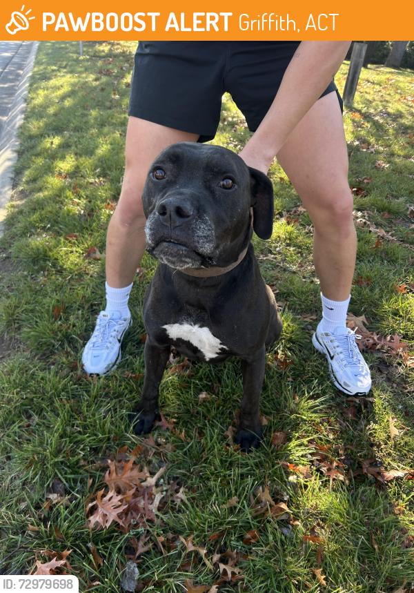Found/Stray Male Dog last seen St clare’s, running on Sturt avenue , Griffith, ACT 2603