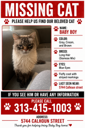 Reunited Male Cat last seen Calhoun and Alber, Dearborn, MI 48126