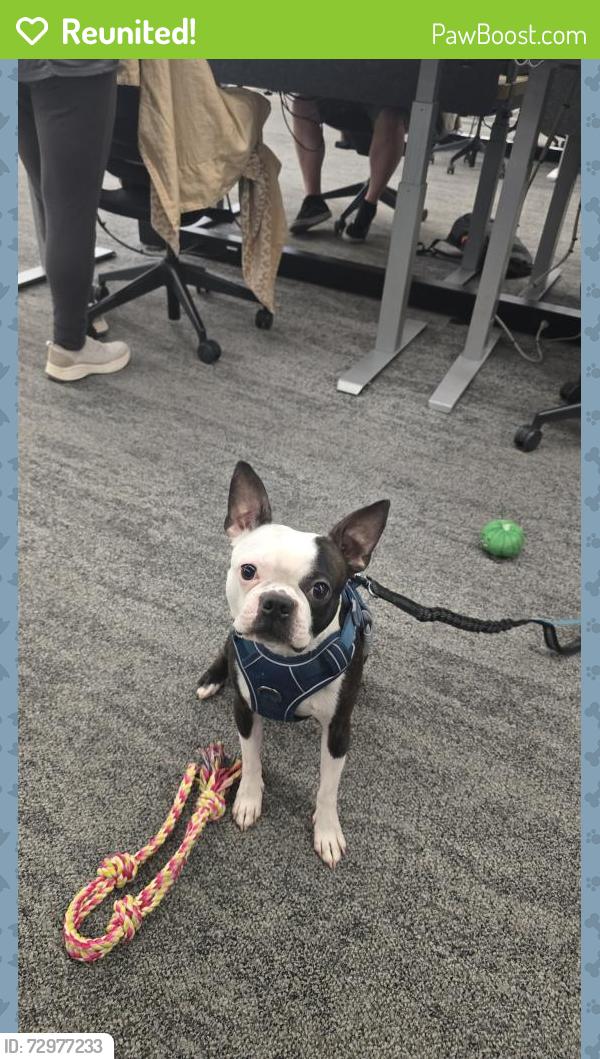 Reunited Male Dog last seen Thomas and dysert., Avondale, AZ 85392