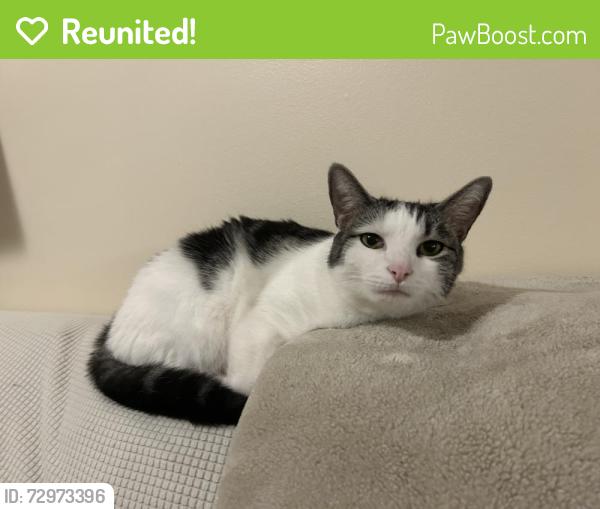 Reunited Male Cat last seen Near West Hills , Knoxville, TN 37909