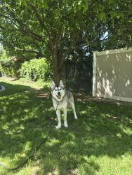 Reunited Male Dog last seen 5 mile and Fairview, Boise, ID 83713