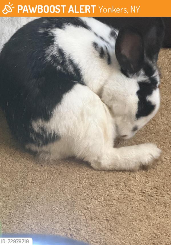 Found/Stray Unknown Rabbit last seen Yonkers Ave, Yonkers, NY 10704