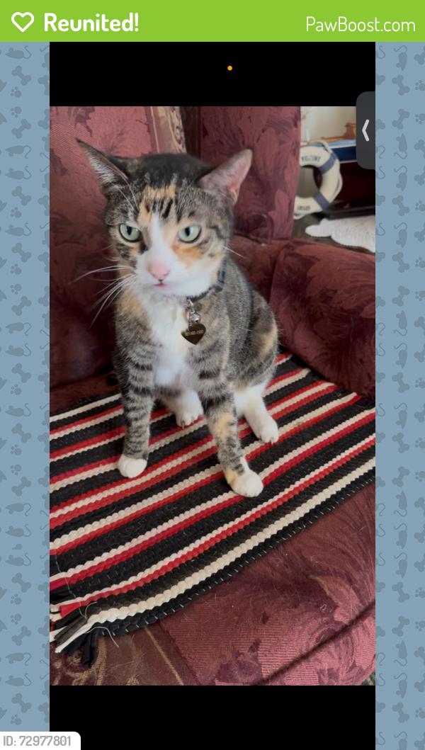 Reunited Female Cat last seen Wynnefield dev -church st/route 40, Bear, DE 19701