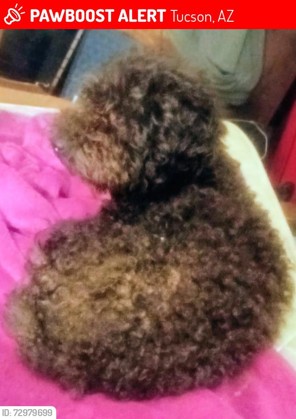 Lost Female Dog last seen Ft Lowell and Oracle across from DES, Tucson, AZ 85705
