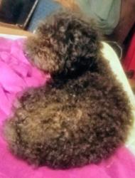 Lost Female Dog last seen Ft Lowell and Oracle across from DES, Tucson, AZ 85705