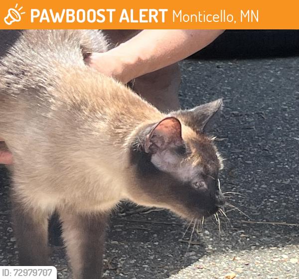 Found/Stray Female Cat last seen River Forest Drive, Monticello, MN 55362
