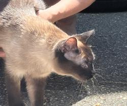 Found/Stray Female Cat last seen River Forest Drive, Monticello, MN 55362