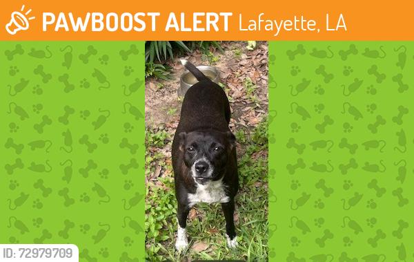 Found/Stray Female Dog last seen Surrey and Hwy 90 near airport, beaver park with pond and s station, Lafayette, LA 70508