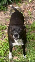 Found/Stray Female Dog last seen Surrey and Hwy 90 near airport, beaver park with pond and s station, Lafayette, LA 70508