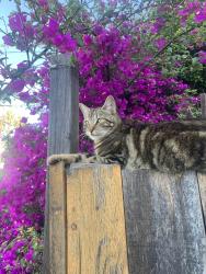 Lost Male Cat last seen Union street and Ivy street, San Diego, CA 92101