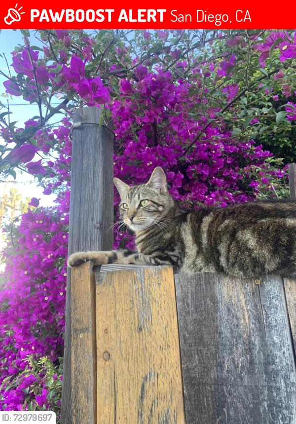 Lost Male Cat last seen Union street and Ivy street, San Diego, CA 92101