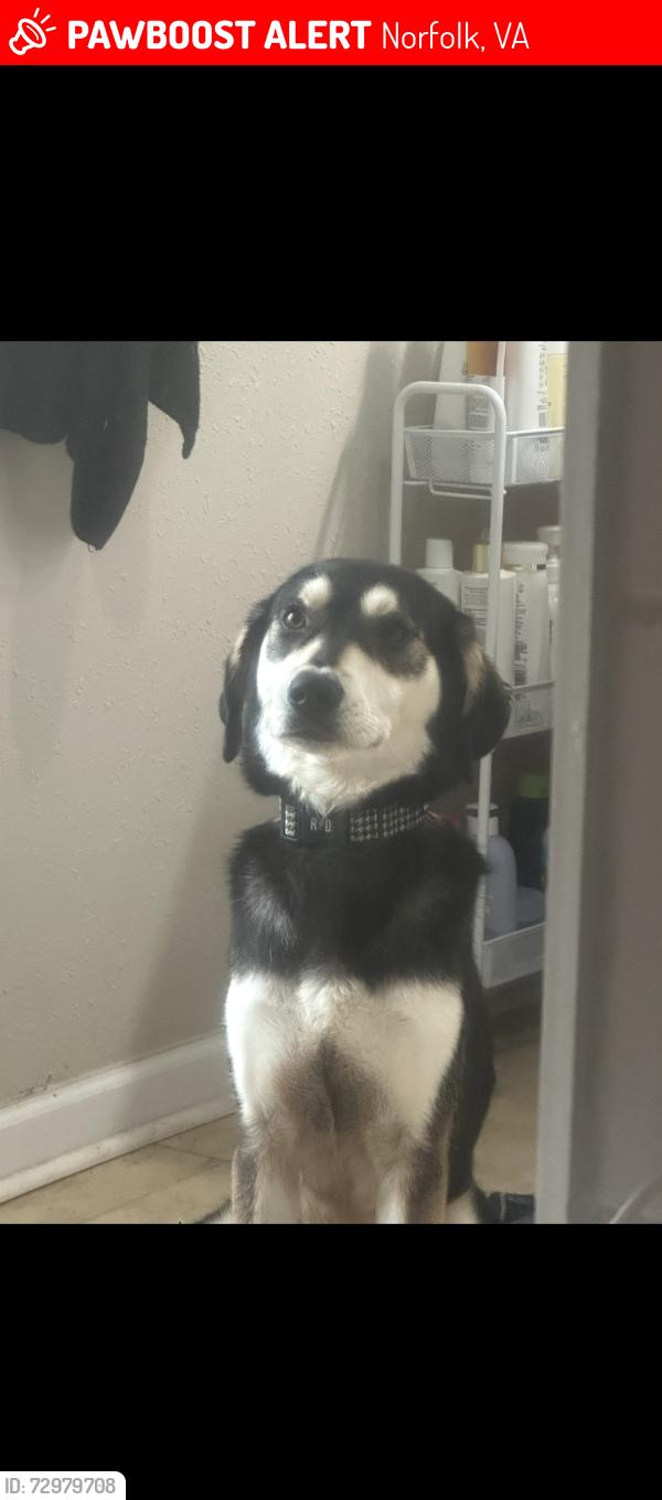 Lost Male Dog last seen Marshall Ave & Shipp Ave, Norfolk, VA 23504