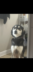 Lost Male Dog last seen Marshall Ave & Shipp Ave, Norfolk, VA 23504