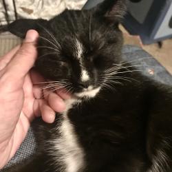 Lost Male Cat last seen Phillips Lane, Greer, SC 29650
