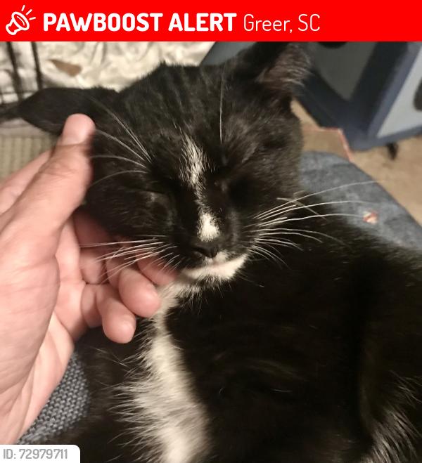 Lost Male Cat last seen Phillips Lane, Greer, SC 29650