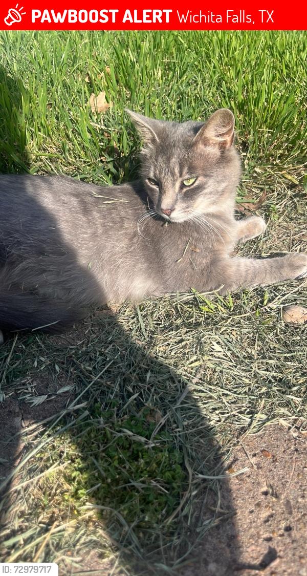 Lost Female Cat last seen Near harrison street , Wichita Falls, TX 76301