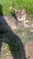 Lost Female Cat last seen Near harrison street , Wichita Falls, TX 76301