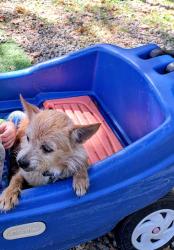 Lost Male Dog last seen By Craftsman Park and Manchester road is the closest intersection, Akron, OH 44319