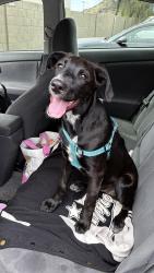 Found/Stray Female Dog last seen Near N 19th St, Phoenix, AZ 85022