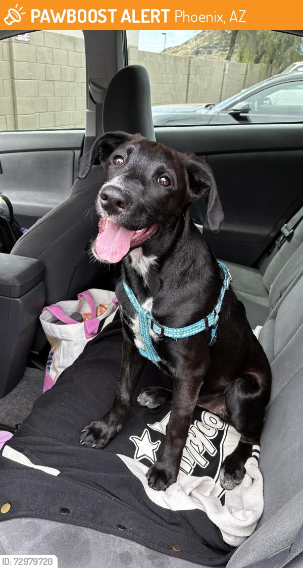 Found/Stray Female Dog last seen Near N 19th St, Phoenix, AZ 85022