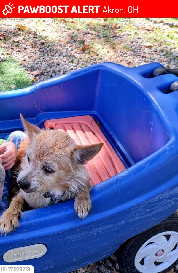 Lost Male Dog last seen By Craftsman Park and Manchester road is the closest intersection, Akron, OH 44319