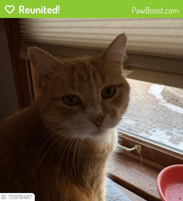 Reunited Female Cat last seen Dad Clark drive, Littleton, CO 80126