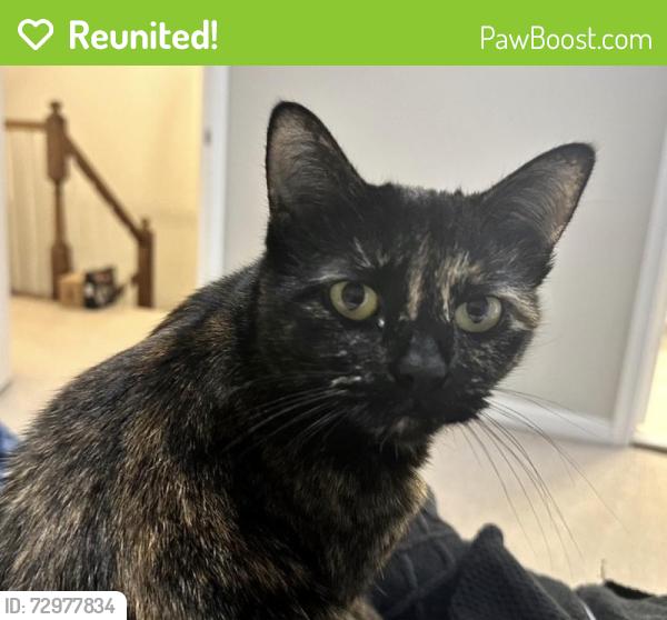 Reunited Female Cat last seen Near Dunwich Way, Alexandria, VA 22315, USA, Alexandria, VA 22315