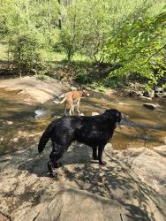 Reunited Female Dog last seen Along James River 2 miles South Scottsville Bridge, Scottsville, VA 24590