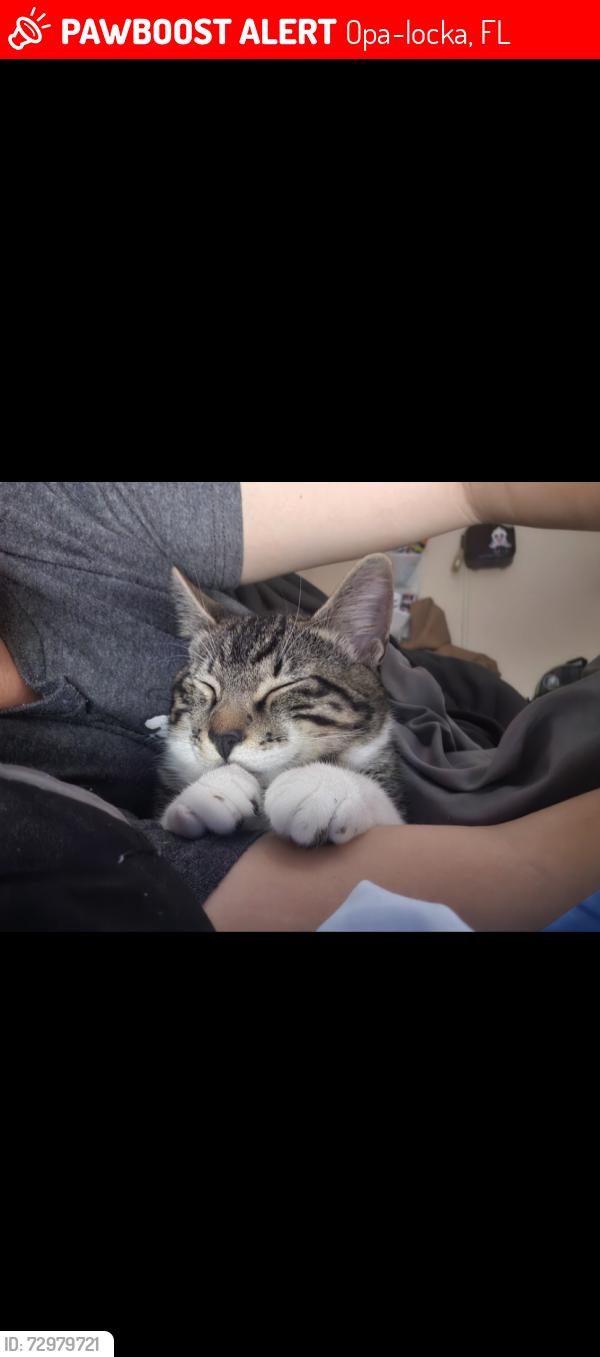 Lost Male Cat last seen Rutland st and nw 27th ave, Opa-locka, FL 33054