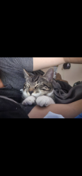 Lost Male Cat last seen Rutland st and nw 27th ave, Opa-locka, FL 33054