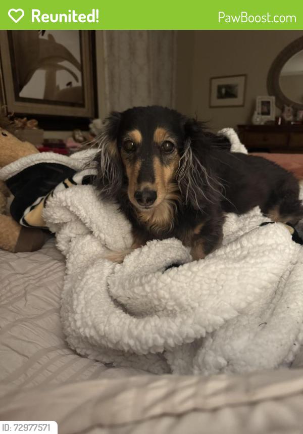 Reunited Female Dog last seen Brownbark park, Watauga and Westminster , Greensboro, NC 27410