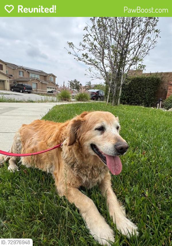 Reunited Female Dog last seen Oleander and baseline, Fontana, CA 92336