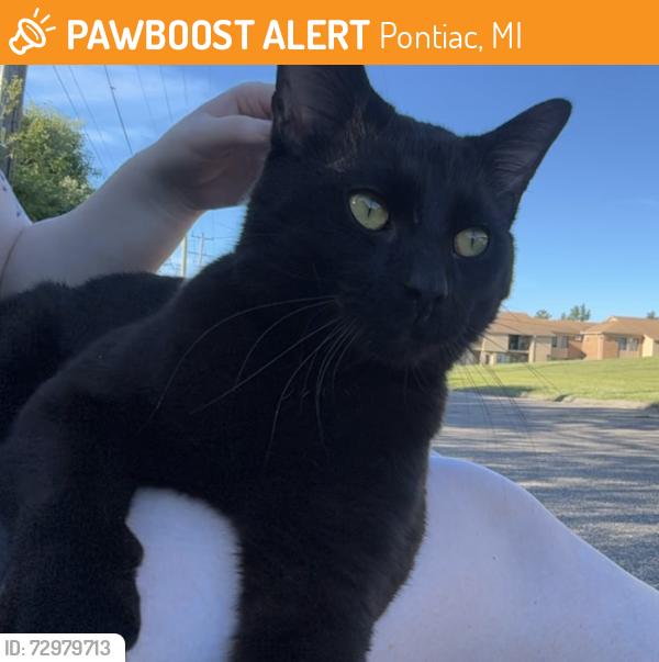 Found/Stray Male Cat last seen University Place apmts, Pontiac, MI 48342